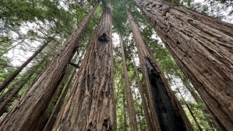 Big Sur – Pfeiffer Big Sur State Park – Best for Coastal and Redwood Camping Big Sur – Pfeiffer Big Sur State Park – Best for Coastal and Redwood Camping